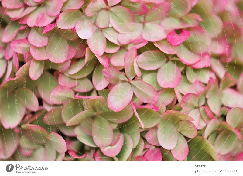 Gartenhortensie Hortensie Hortensienblüte blühende Hortensie Hydrangea Gartenblume Blütenblätter Blume Gartenpflanze viele Blütezeit blühender Hintergrund