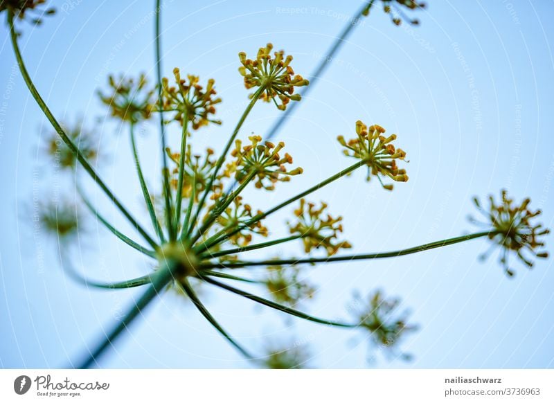 Bärenklau Doldenblütler Pflanze Blume Unkraut Landschaft Himmel Vergänglichkeit Sommer Doldenblüte Wachstum emporragend Blühend Blüte Außenaufnahme Farbfoto