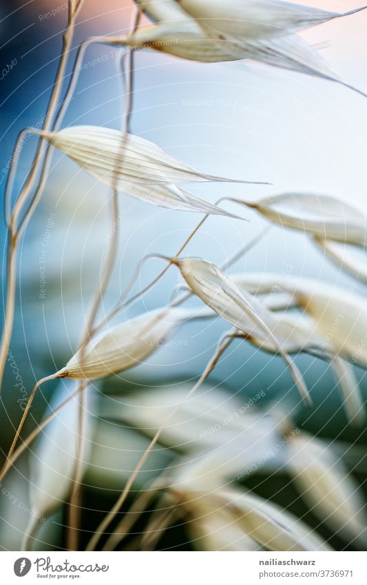 Hafer Haferähre Getreide Getreidefeld Schwache Tiefenschärfe Sonnenlicht Außenaufnahme Farbfoto harmonisch Wärme hängen Blühend Feld Wiese Nutzpflanze