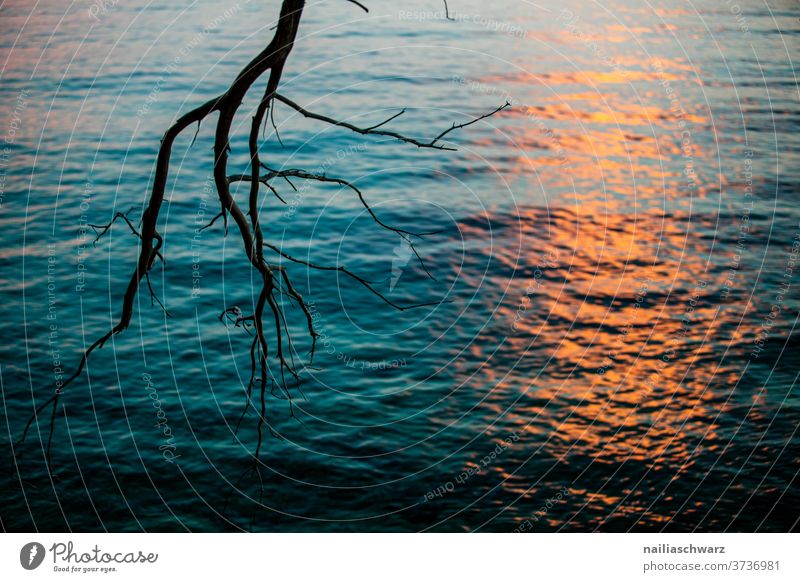 Sonnenuntergang in Kroatien Ast Baum Meer Wasser Meereslandschaft Sonnenlicht Abenddämmerung Abendsonne Abendstimmung Landschaft Wege & Pfade strahlend