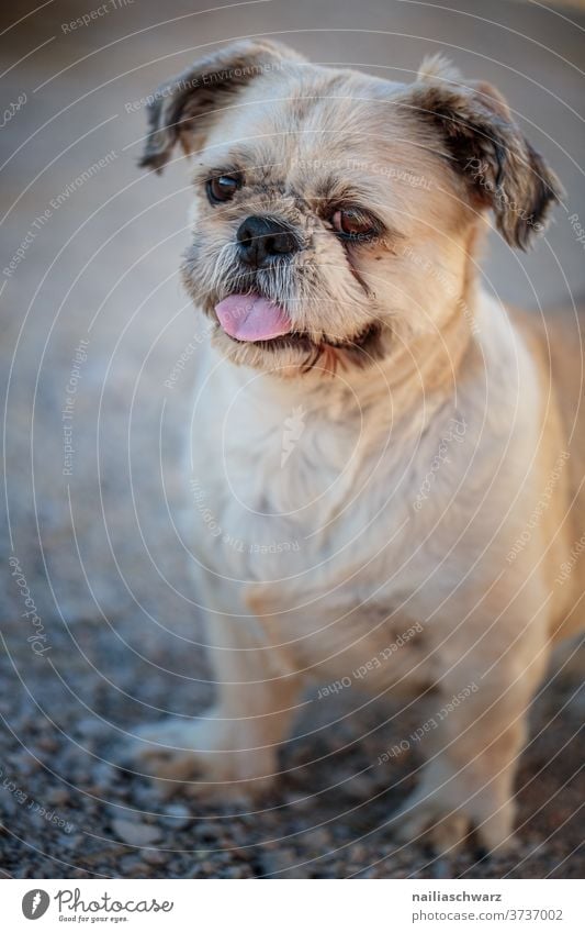 Hund Hundeblick Hundekopf klein Hund Tierporträt Freundschaft Außenaufnahme Säugetier Haustier mit dem Hund rausgehen Gassi gehen alt traurig trauriger blick