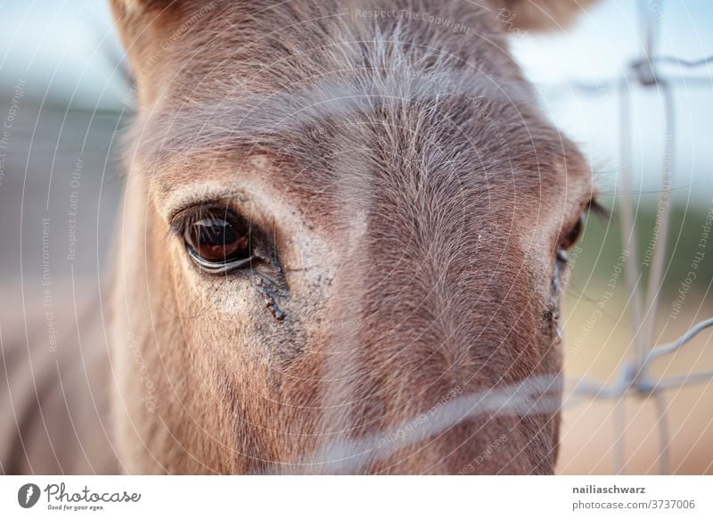 Tierporträt Esel Landwirtschaft grau Tiere Viehbestand Haustier ländlich niedlich Natur Säugetier Bauernhof Auge Wimpern Kopf Zaun Nahaufnahme Nutztier