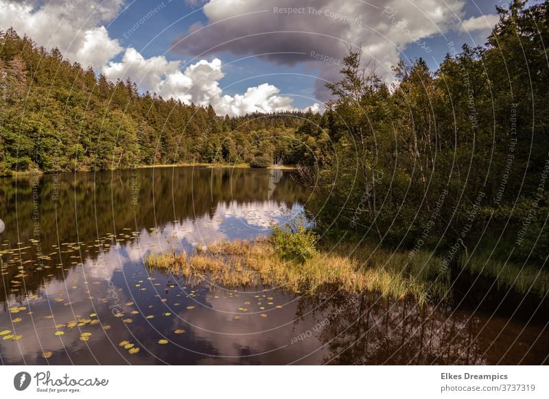 Das Vorbecken der Dreilägerbachtalsperre bei Roetgen bei schönem Sommerwetter Wasser Trinkwasser Natur Wolken