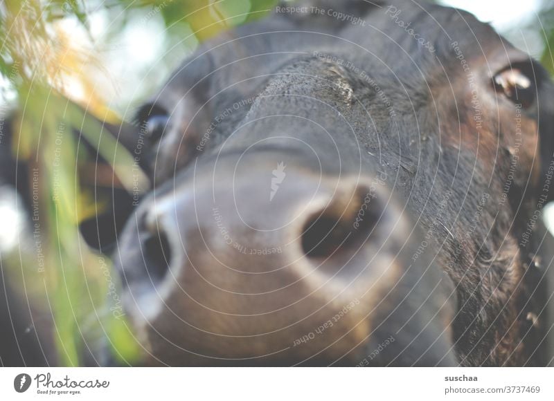 kuh, ganz nah .. Mund Rindvieh Neugier Blick Weide Landwirtschaft Tierporträt Nahaufnahme Nutztier Fell Auge Nase Schnauze Tiergesicht Kuhkopf Kuhherde feucht