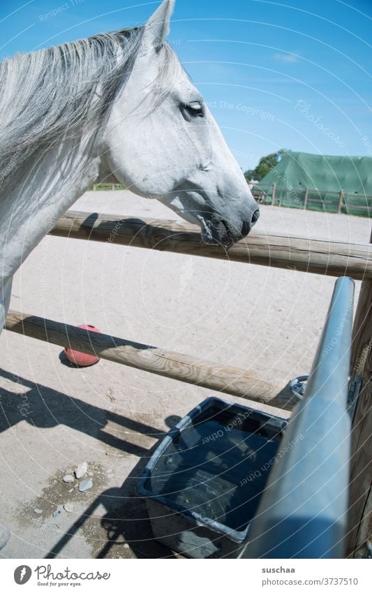 pferd hat gerade aus dem wassertrog getrunken Pferd Pferdekopf Schimmel Mähne Pferdemaul Nüstern Pferdekoppel Wasser trinken Durst Wassertrog Himmel