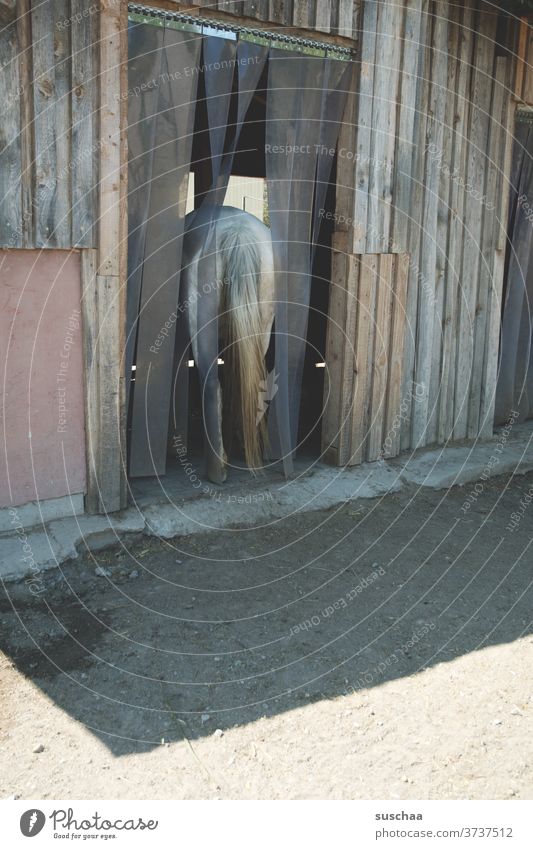 pferdepo .. pferd auf dem weg in den stall Pferd Pferdepo Schweif Stall Eingang Durchgang Bauernhof Pferdehof Pferdezucht Landwirtschaft Reiterhof Tier Nutztier