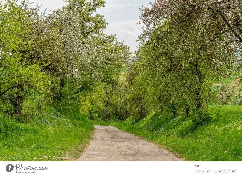 idyllische Landstraße feldweg Weg Straße ländlich frühlingszeit baum obstbaum außen Landschaft friedlich Hohenlohe deutschland süddeutschland Wiese Weide