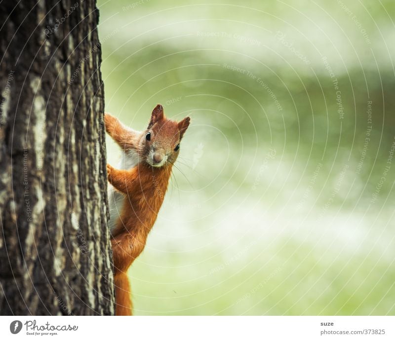 Ey hömma! Umwelt Natur Sommer Baum Park Wiese Tier Wildtier 1 klein Neugier niedlich grün rot Fell Tiergesicht Baumstamm Baumrinde Nagetiere Eichhörnchen