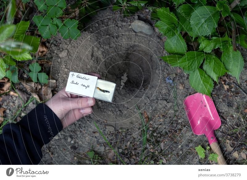 Zum Gedenken an Endler Guppy Günther - Fischbeerdigung in einer Streichholzschachtel von einer jungen Hand mit schwarzem Pulli gehalten.  Ruhe sanft. Beerdigung