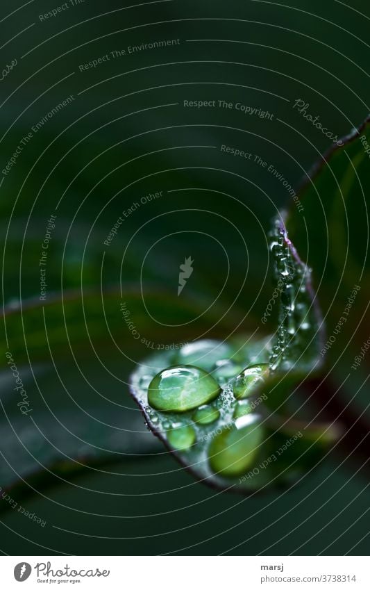 Erfrischende Wassertropfen auf Blatt Tropfen Kraft grün natürlich kalt authentisch Pflanze harmonisch Leben dunkel Ausdauer Reinheit Hoffnung geduldig ruhig