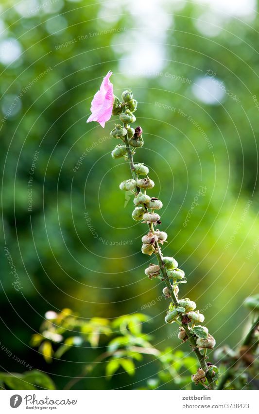 Stockrose Alcea rosea blume blühen Garten-Stockrose blüte erholung ferien garten kleingarten Malvaceae kleingartenkolonie menschenleer natur pflanze ruhe