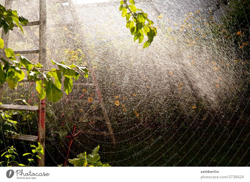 Rasensprenger regen rasensprenger gießen niederschlag beregnung wassertropfen bewässerung baum erholung ferien garten kleingarten stehleiter kleingartenkolonie