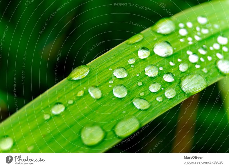 Grashalm mit Wassertropfen darauf Wassertropfen auf Gras Gras-Wassertropfen Regentropfen Gras mit Regentropfen Gras-Regentropfen grün Tau Natur Tropfen Blatt