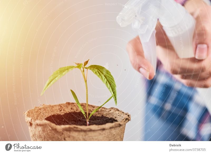 Frau sprüht Wasser auf Pflanze im Topf Pflege Spray grün Blume Leben Gartenarbeit Natur Blatt Hintergrund Boden Hand kultiviert Beginn Haus Keimling heimwärts