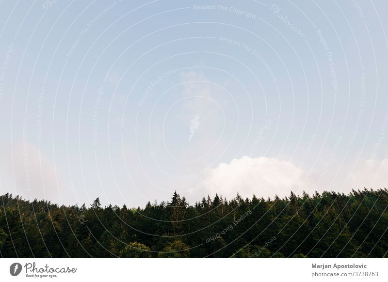 Blick auf den Kiefernwald mit blauem Himmel im Licht des Sonnenuntergangs Abenteuer Hintergrund schön Schönheit Windstille Cloud Wolken Morgendämmerung