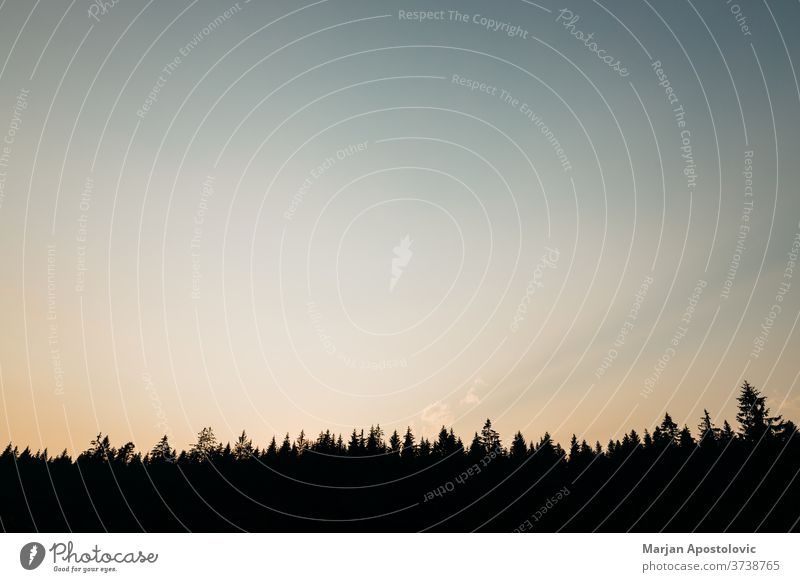 Wunderschöner Sonnenuntergang über dem Latschenkiefernwald Abenteuer Hintergrund Schönheit blau Windstille Cloud farbenfroh Morgendämmerung dramatisch