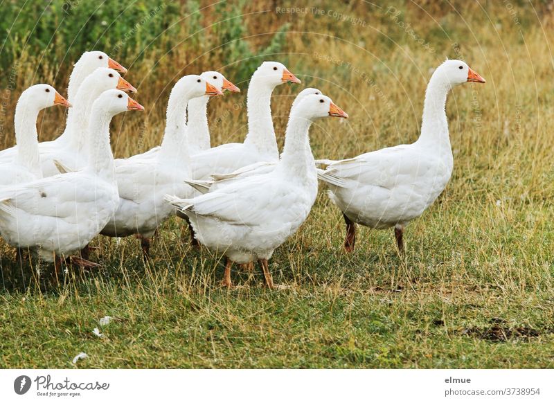 Aufgeregt und schnatternd suchten die 10 Gänse auf der Wiese das Weite. Gans Federvieh Weihnachtsgans Freilandhaltung Bauernwirtschaft Landwirtschaft