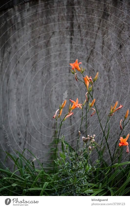 Orange und Grün vor tristem Grau Blüte Beton Pflanze Blume Blumen Distel Unkraut Wildwuchs verwittert Sommer Garten grün Farbfoto Blühend Außenaufnahme