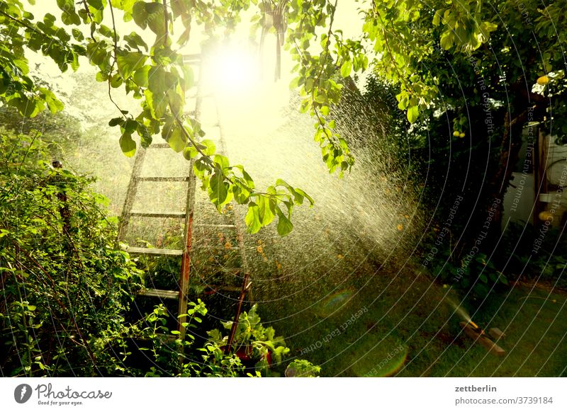 Rasensprenger im Gegenlicht regen rasensprenger gießen niederschlag beregnung wassertropfen bewässerung baum erholung ferien garten kleingarten stehleiter