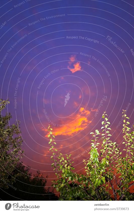 Bunte Wolke mit angeblitztem Pflaumenbaum abend ast dunkelheit erholung ferien garten himmel kleingarten kleingartenkolonie klima klimawandel menschenleer nacht