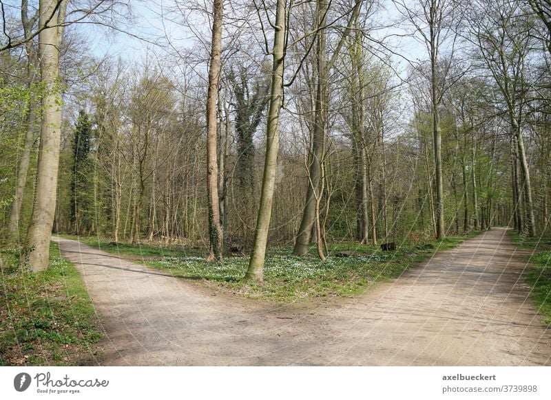 Gabelung in einem Waldweg Abzweigung Kreuzung Weg Wahlmöglichkeit Optionen Metapher Konzept Strategie Verzweigung Waldgebiet Feldweg Natur Landschaft niemand