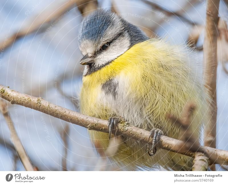 Aufgeplusterte Blaumeise im Baum Meisen Cyanistes caeruleus Tiergesicht Kopf Schnabel Auge beobachten Blick gefiedert Feder Krallen Flügel Vogel Wildtier Natur