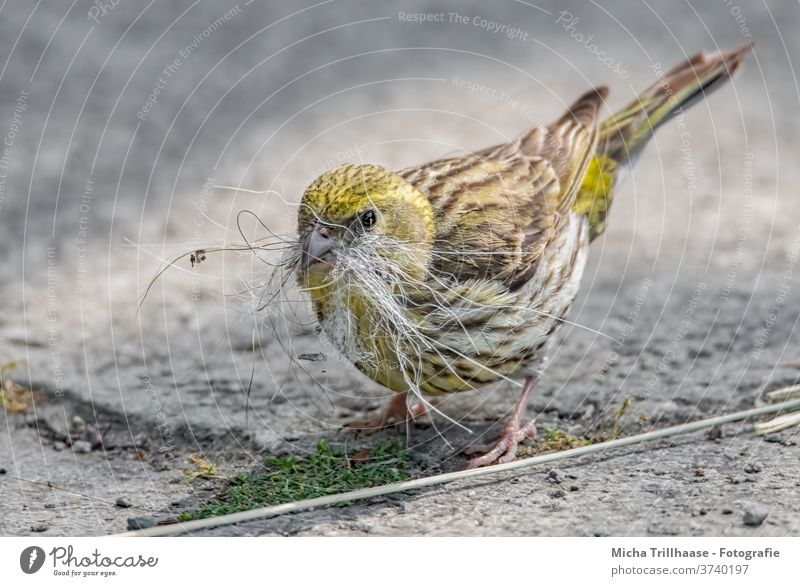 Goldammer sammelt Nistmaterial Emberiza citrinella Vogel Wildvogel Kopf Schnabel Augen Beine Krallen Federn gefiedert Flügel Nestbau sammeln festhalten Tier