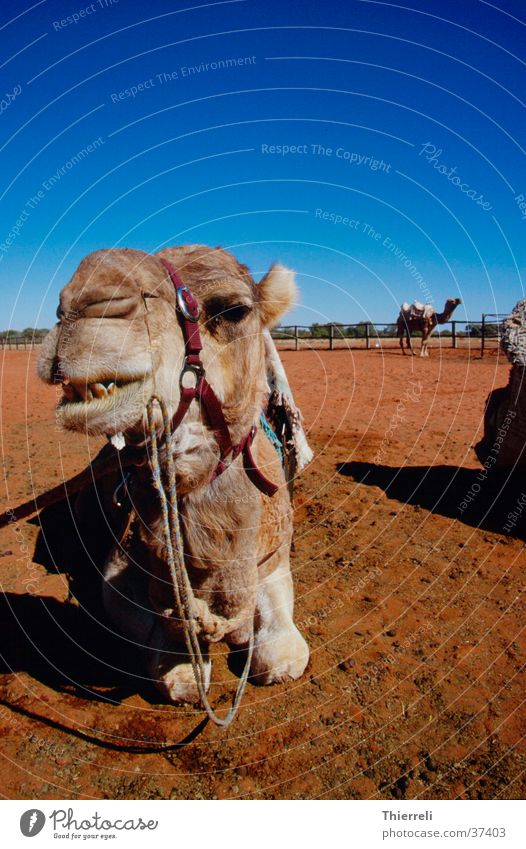 Camel Kamel Australien Wüste