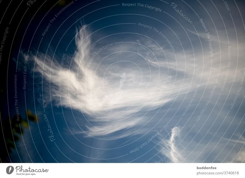 Wolkenhase in fliehendem Galopp Wolkenbild Wolkenformation Himmel Menschenleer Außenaufnahme Schönes Wetter blau