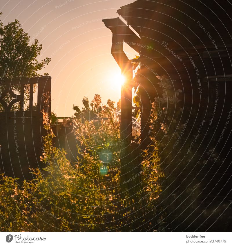 Abendsonne, goldene Stunde im Garten, Abendruhe Sonnenuntergang Gegenlicht Schatten Ruhe