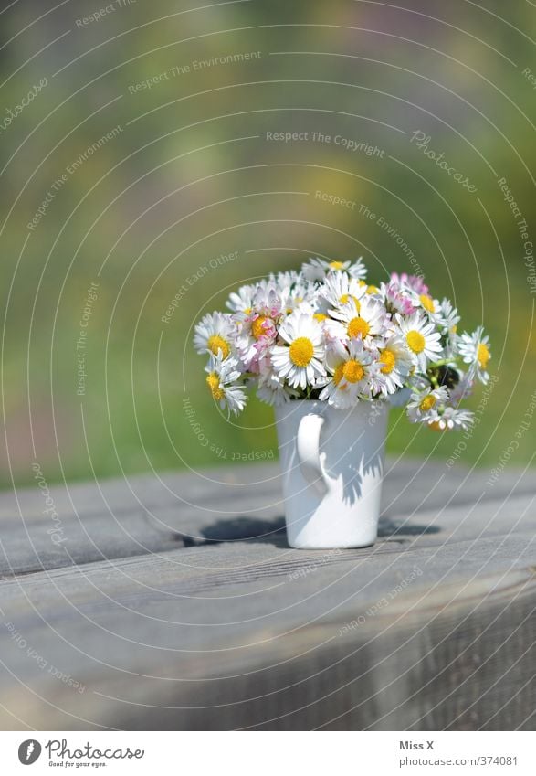 Sommergruß Valentinstag Muttertag Frühling Blume Blüte Blühend Duft Gänseblümchen Blumenvase Blumenstrauß Vase pflücken Farbfoto mehrfarbig Außenaufnahme