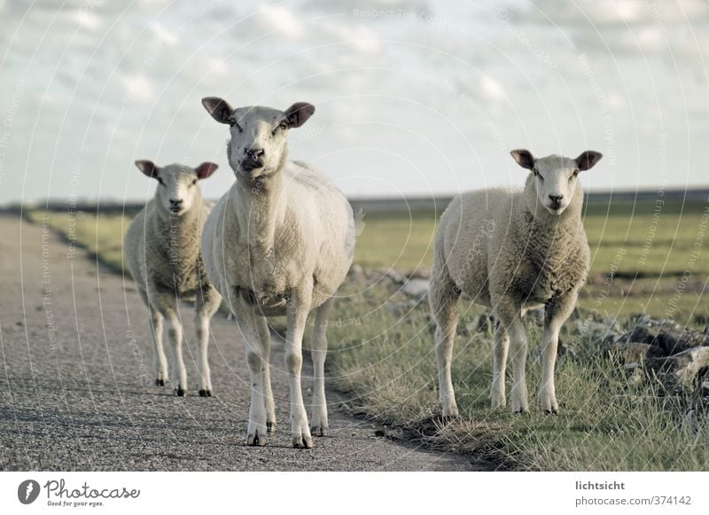 bääähd to the bone! Natur Landschaft Wolken Schönes Wetter Gras Wiese Küste Nordsee Meer Insel Wege & Pfade Tier Nutztier 3 Tiergruppe Tierfamilie lustig Schaf