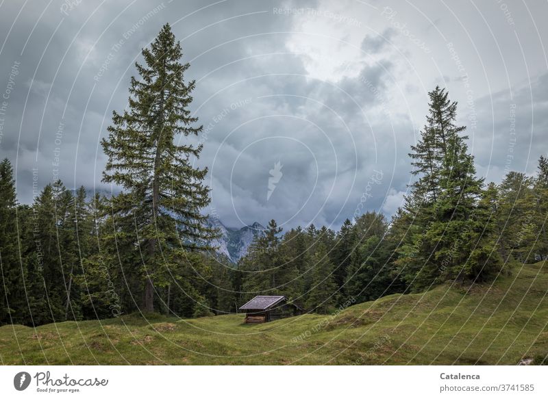 Im von alten Fichten umrandete Heuschober auf der Buckelwiese, finden wir Schutz vor dem aufziehenden Gewitter Gebirge Landschaft Natur Wolken Himmel Wiese