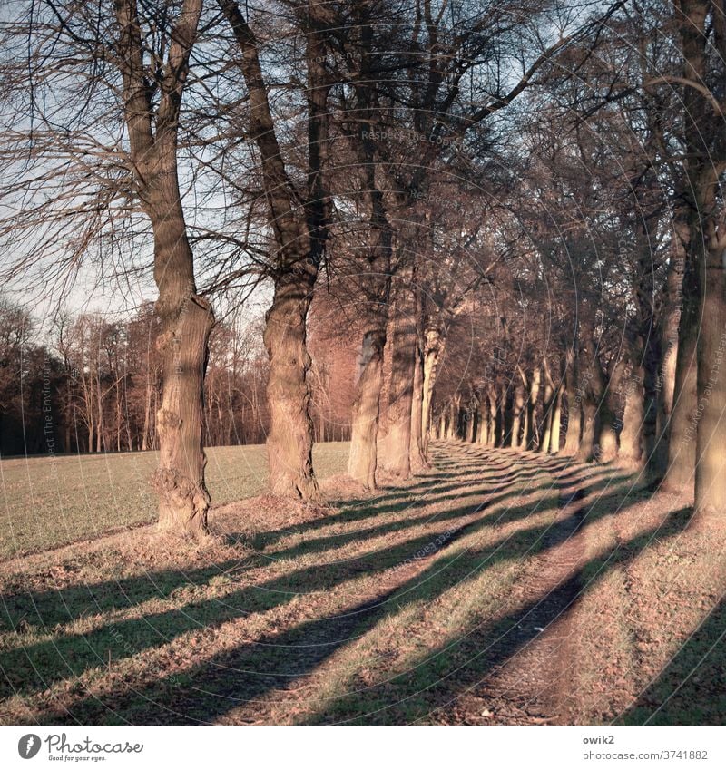 Gestreifte Allee Landstraße Wege & Pfade Bäume Sonnenlicht Spalier leuchten leuchtende Farben Kurve Schatten gleichmäßig Feld Feldrand Acker Wald Idylle