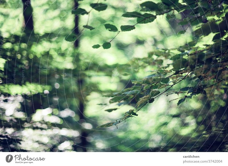 Waldstimmung Zweige u. Äste grün Natur unscharf Waldflair Bokeh