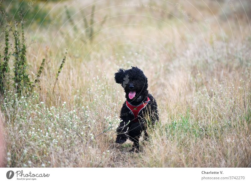 Die wilde Hilde Hund laufen Tier Haustier Säugetier Außenaufnahme Farbfoto Spaziergang Natur Tierporträt Wiese Gras Tag Sommer niedlich Zunge zunge zeigen