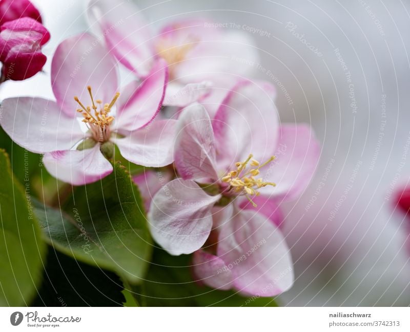 Apfelblüte Blüte Apfelbaum Farbfoto Nahaufnahme Blühend Außenaufnahme Garten Ast Natur Pflanze Baum Frühling Blütenblatt Obstblüte Apfelbaumblüte Landwirtschaft