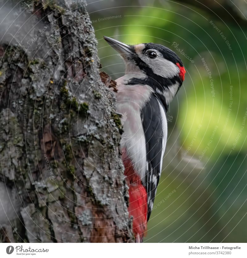 Buntspecht Porträt Dendrocopos major Specht Tiergesicht Auge Schnabel Kopf Flügel Krallen gefiedert Feder Vogel Wildtier Baumstamm Himmel hängen Blick