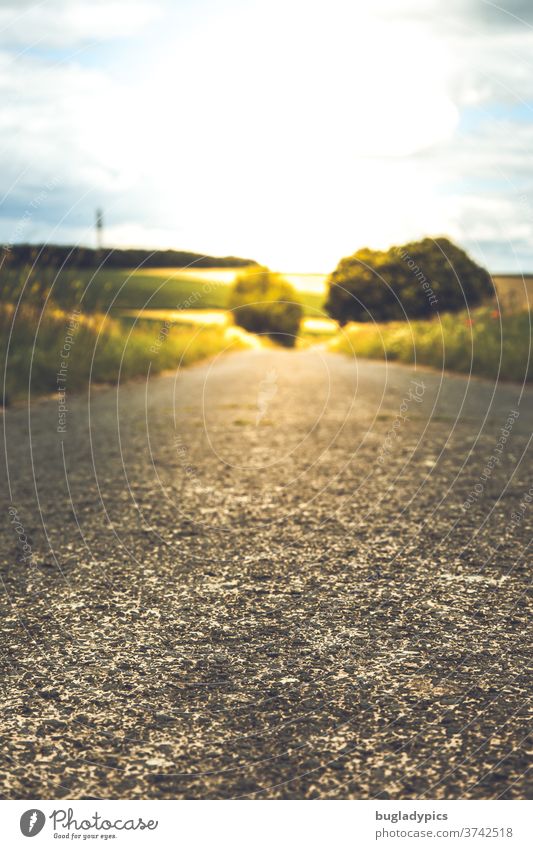 Sommerliche Straße aus der Froschperspektive. Am Horizont Bäume im Sonnenlicht und blauer Himmel mit ein paar Wolken. Asphalt Asphaltstraße Baum Landschaft