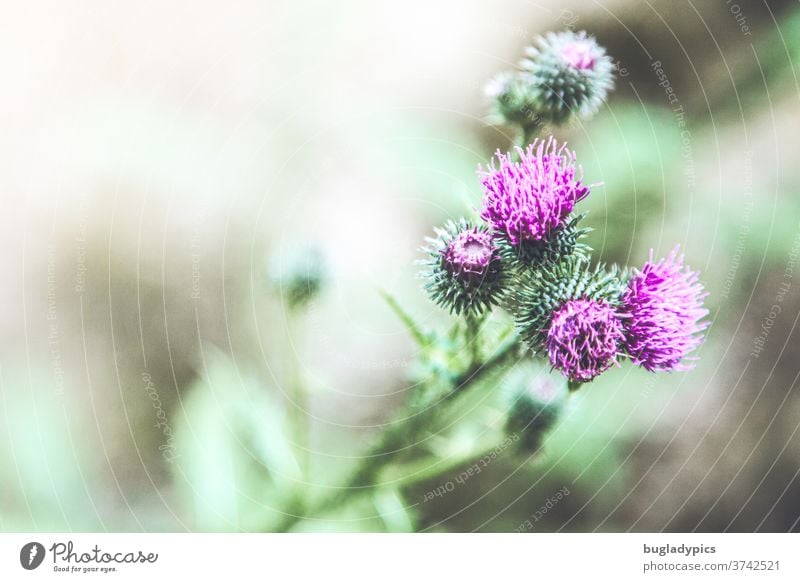 Lila Distel vor grünem unscharfen Hintergrund. Distelblüte lila Lila Blume lila Blüte Stacheln stachelig Dornen Pflanze Natur violett Blühend