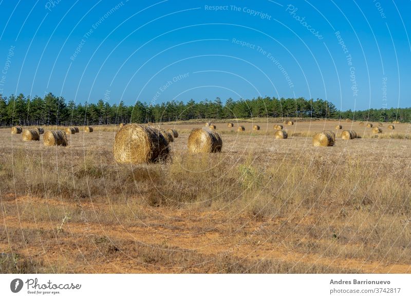 Feld mit Weizenballen, die in den Bergen in der Sonne trocknen Müsli niemand Wiese Gerste Schönheit Korn natürlich Ballen Französisch Himmel Europäer Sommer