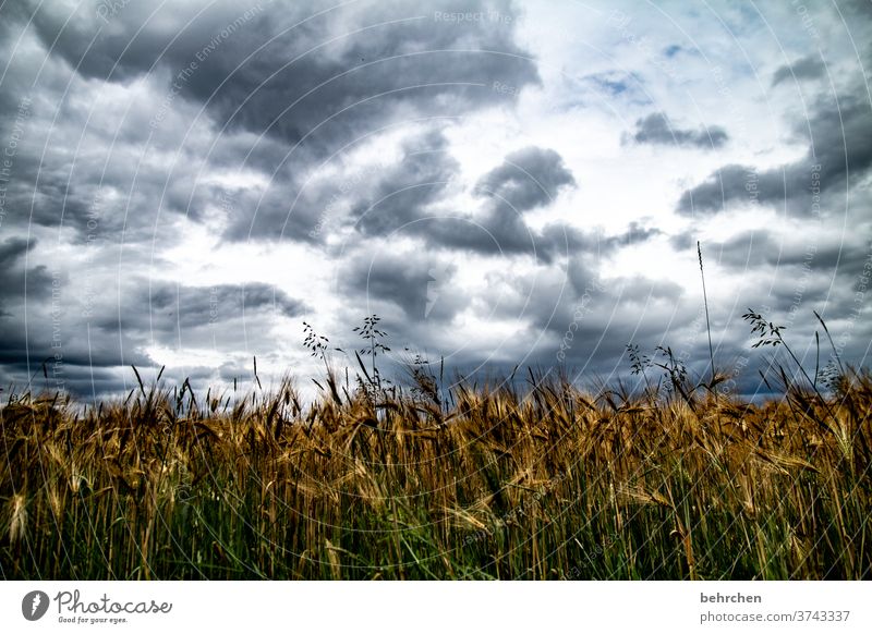 wie wär's mit nem korn oder doch lieber nen weizen?! Getreidefeld Kornfeld Ähren Ackerbau Außenaufnahme Umwelt Natur Feld Sommer Wolken Himmel Landschaft