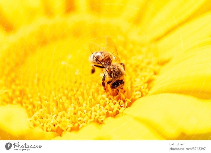 sonn(en)tagsfarben Blühend fleißig gelb Kontrast Tierporträt Wildtier Farbfoto Frühling duftend Duft Sommer Außenaufnahme Pflanze Natur wunderschön blühen Blüte