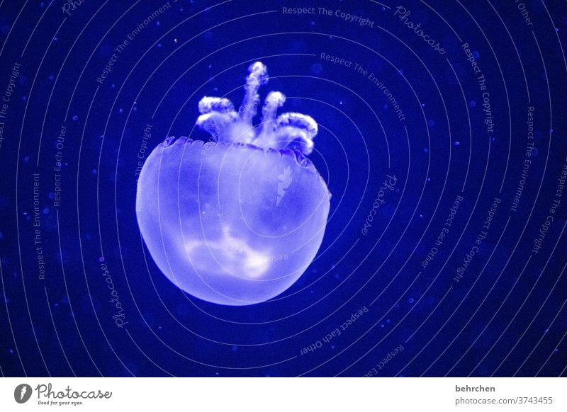 leichtigkeit Unschärfe Kontrast Licht Menschenleer Detailaufnahme Tierporträt weich Tentakel Schwerelosigkeit Schweben blau schön Nahaufnahme Farbfoto