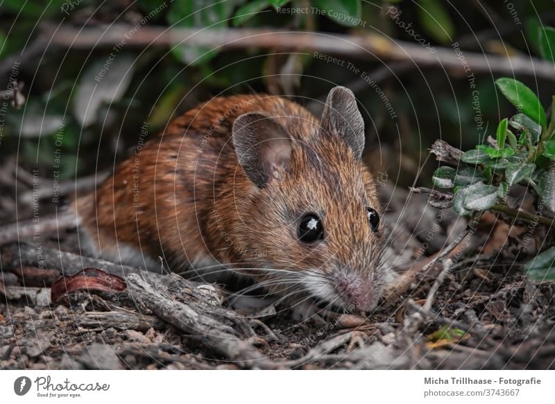 Maus im Wald Myodes glareolus Rötelmaus Tiergesicht Auge Nase Maul Ohr Fell beobachten Blick Wildtier Zweige u. Äste Blatt Sonnenlicht Schönes Wetter Neugier