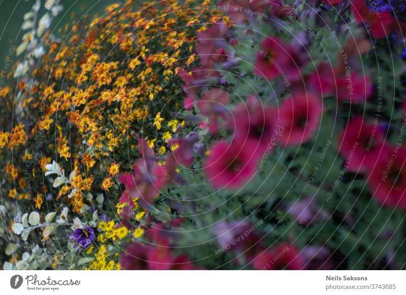 Bunter Blumenstrauss im Garten Pflanzen gelb rot Natur Blühend Gartenblume bluten weiß natürlich grün Unschärfe Blumenwiese Gras Nahaufnahme Außenaufnahme