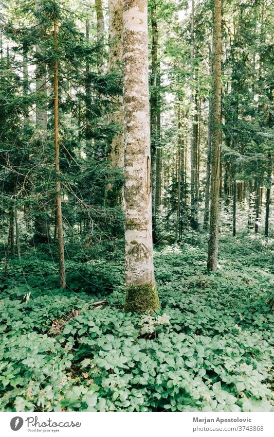 Blick auf den tiefen Wald in den Bergen Abenteuer Hintergrund schön Tag Ökologie Ökosystem Umwelt erkunden Laubwerk grün wandern Dschungel Land Landschaft Blatt