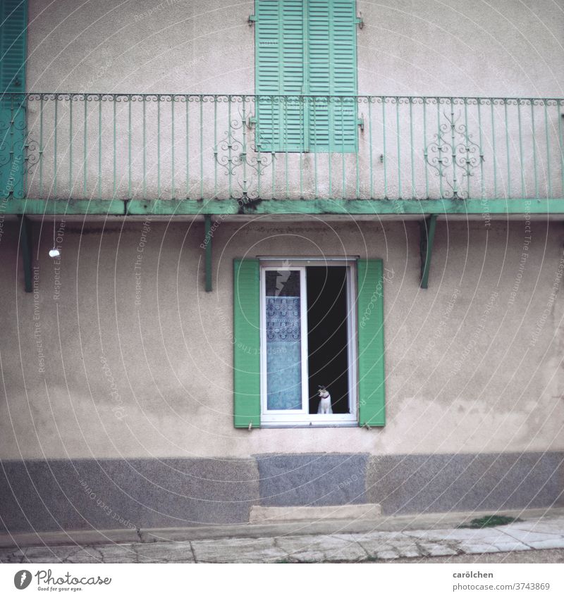 Katze am Fenster Fasade Fensterläden Fotos alt grau grün mint Dorf Dorfidylle Vintage Geländer Altbau reduziert shabby offen