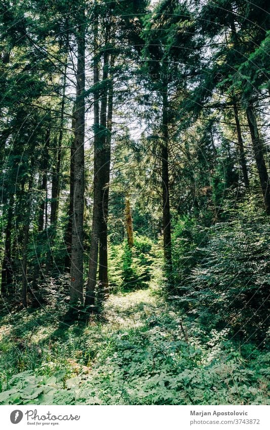 Blick auf den tiefen Wald in den Bergen Abenteuer Hintergrund schön Tag Ökologie Ökosystem Umwelt erkunden Laubwerk grün wandern Dschungel Land Landschaft Blatt