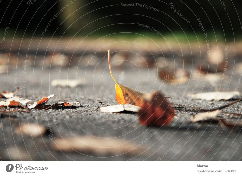 liegengeblieben Umwelt Natur Pflanze Herbst Wetter Blatt Wegrand fallen natürlich unten braun gelb grau achtsam ruhig Schmerz Ende Vergänglichkeit Bodenbelag